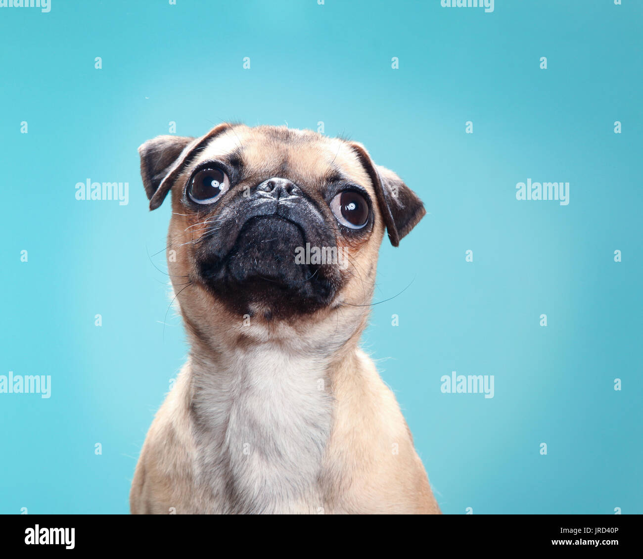 Tan pug puppy 2025