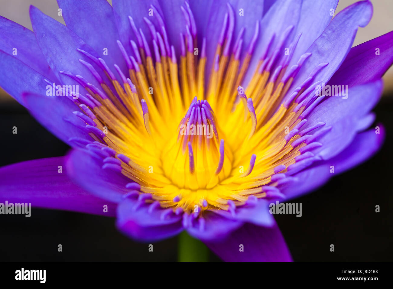 Tropical flower purple yellow close-up macro photo Stock Photo