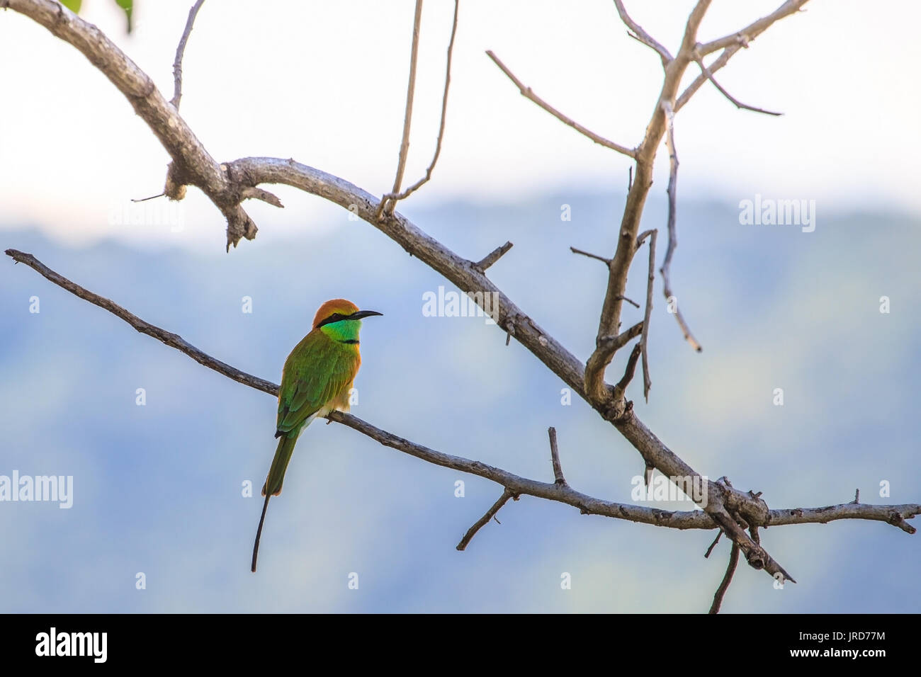 Adult little green bee eater hi-res stock photography and images - Alamy