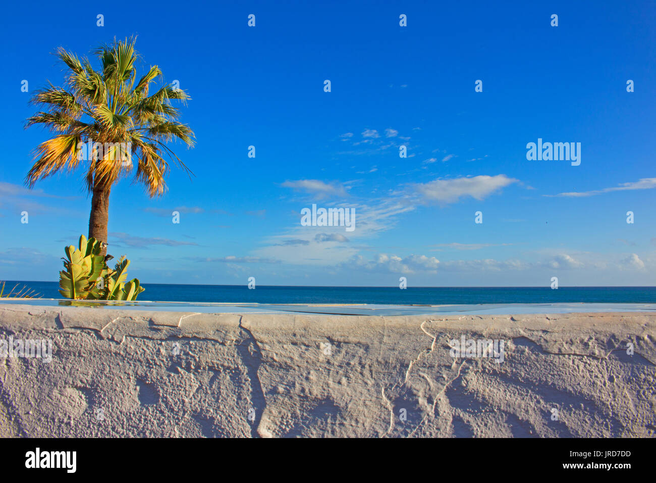 Palm tree ocean view blue hi-res stock photography and images - Alamy