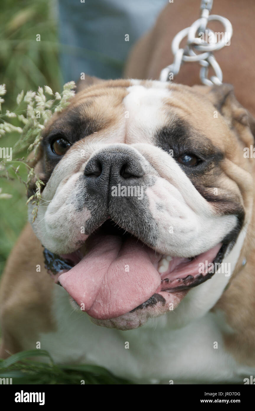 Close up of a dogs face Stock Photo