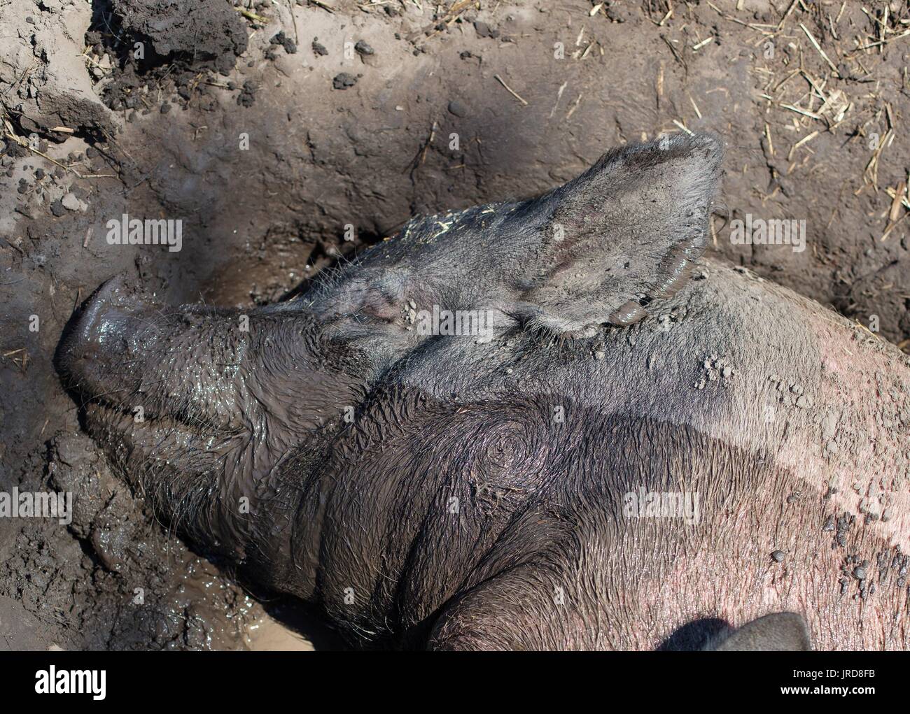 A pig lying in mud. Stock Photo