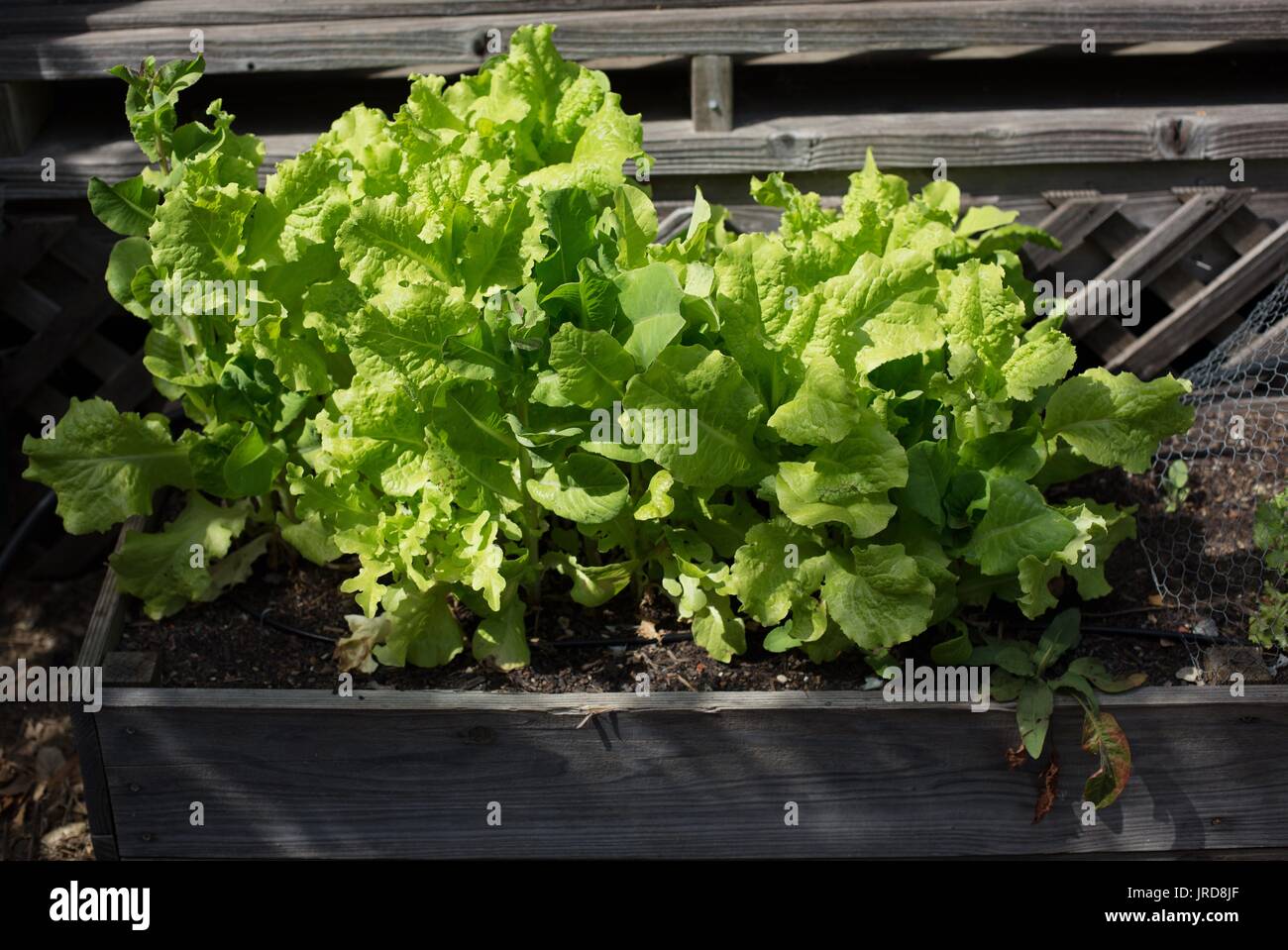 Green lettuce growing in a raised bed garden box Stock Photo Alamy