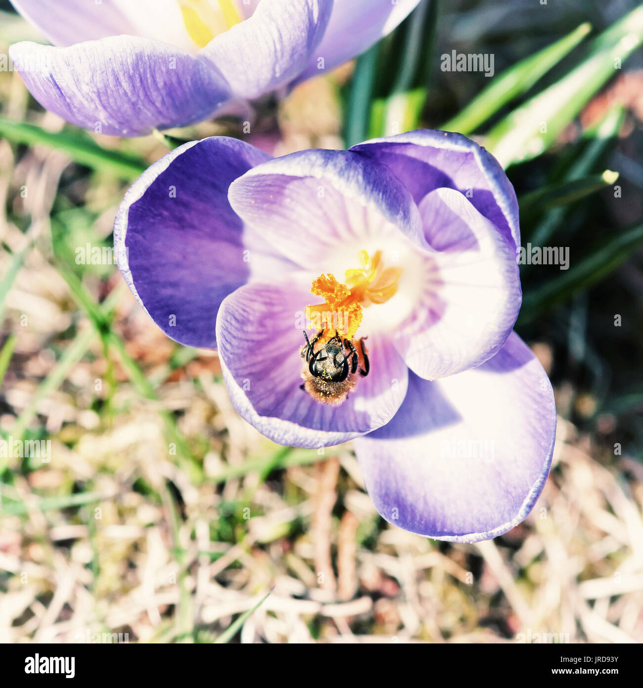 Honey bee - Apis mellifera pollinate Crocus heuffelianus flower. Spring time scene. Beauty photo filter. Stock Photo