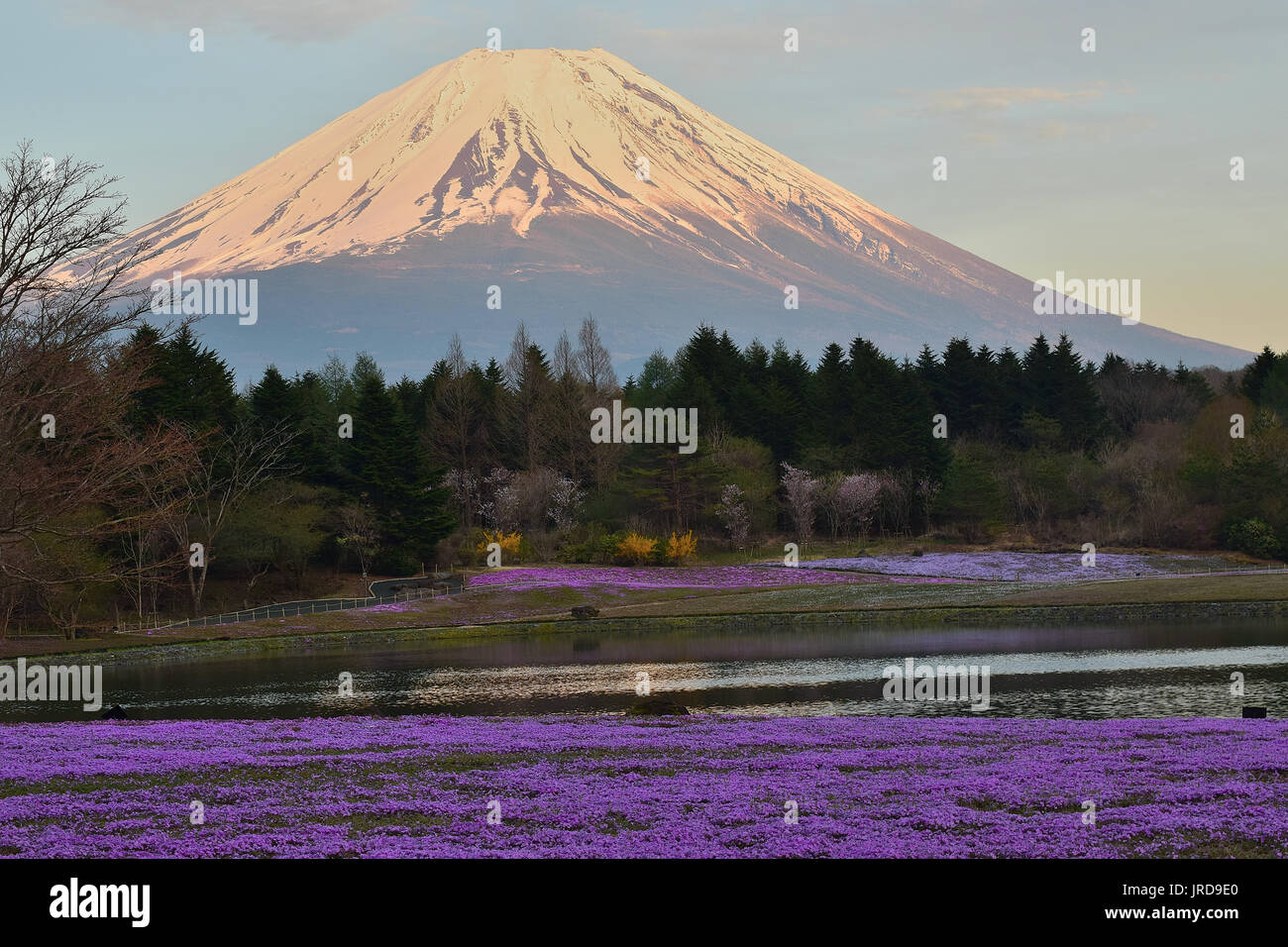 Spring Landscape of colorful Shibazakura flower fields with Mount Fuji in Japan Stock Photo