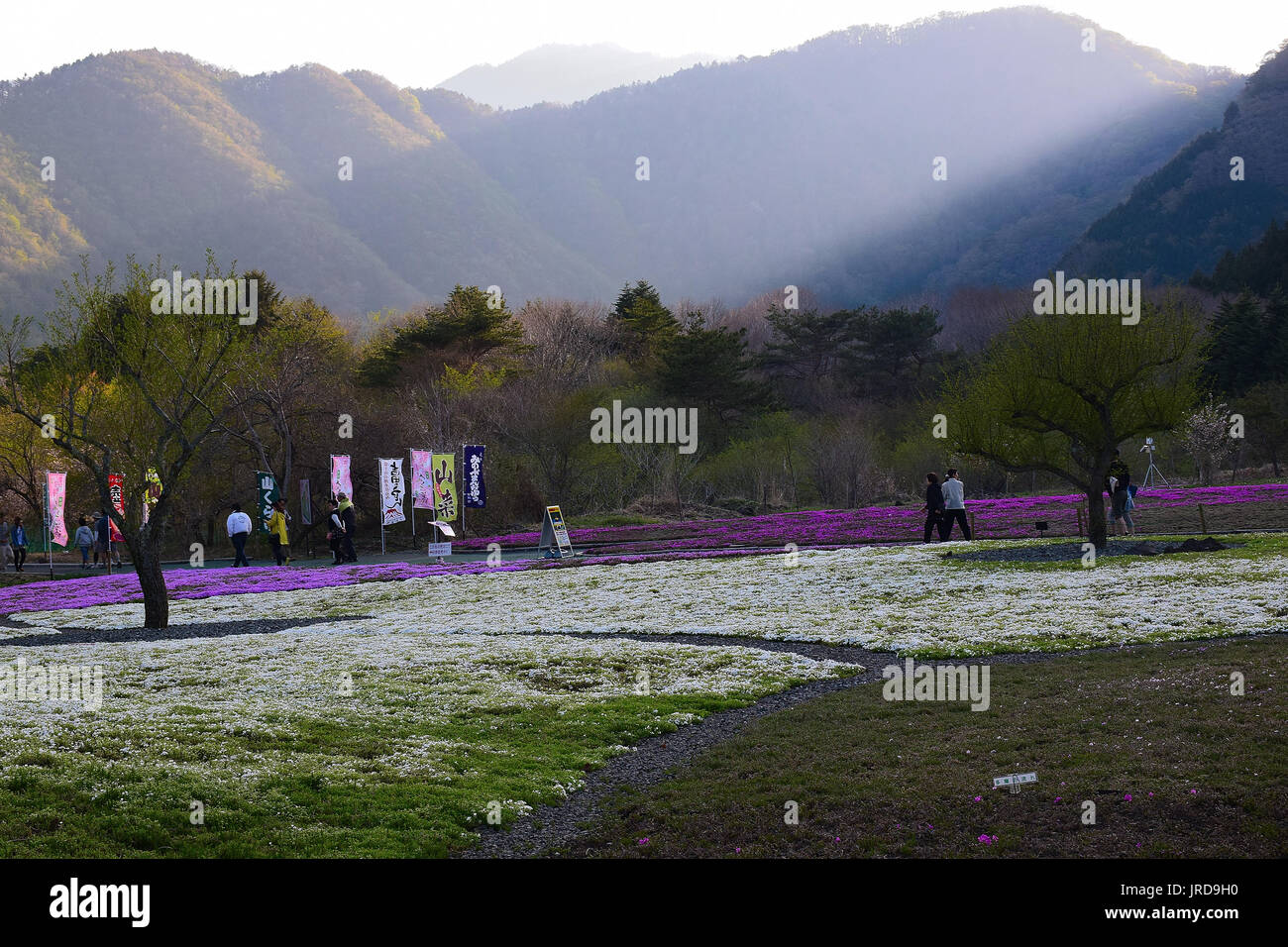 Spring Landscape of colorful Shibazakura flower fields with Mount Fuji in Japan Stock Photo