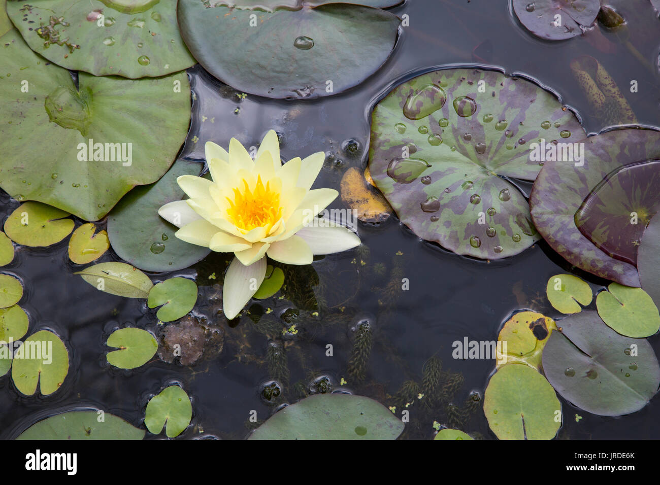Water Lilies In Water Feature High Resolution Stock Photography and ...