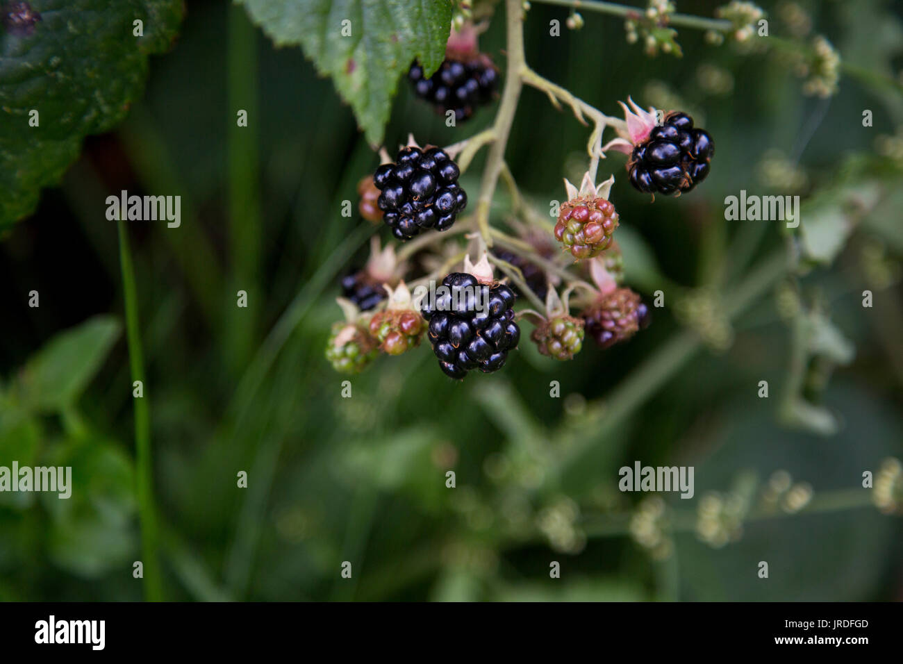 Wild Blackberries growing outdoors in nature Stock Photo Alamy