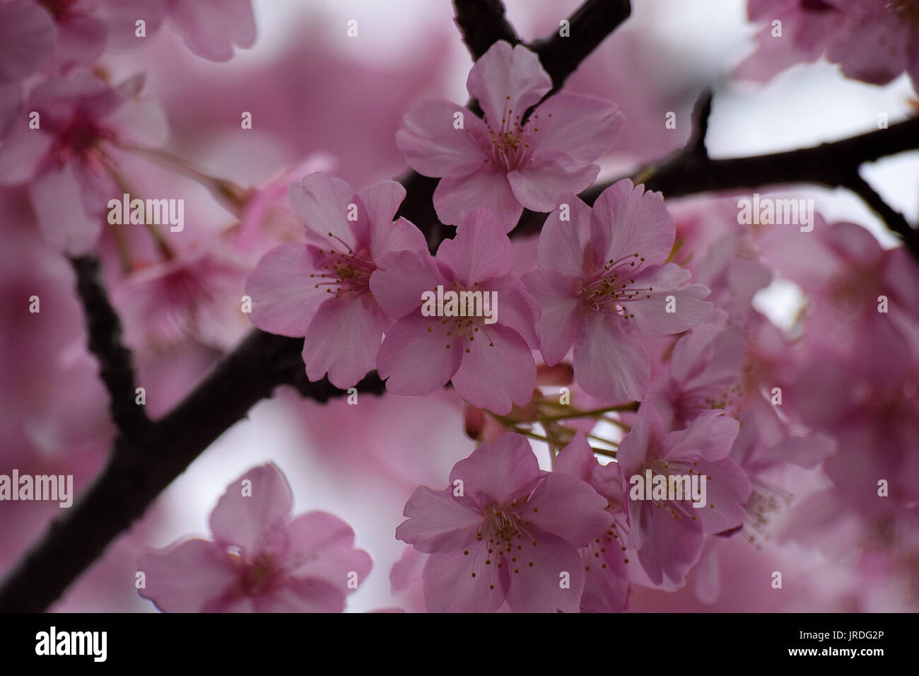 Macro details of pink Cherry blossoms in Japan Stock Photo - Alamy