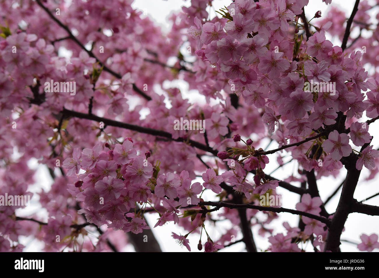 Macro details of pink Cherry blossoms in Japan Stock Photo - Alamy