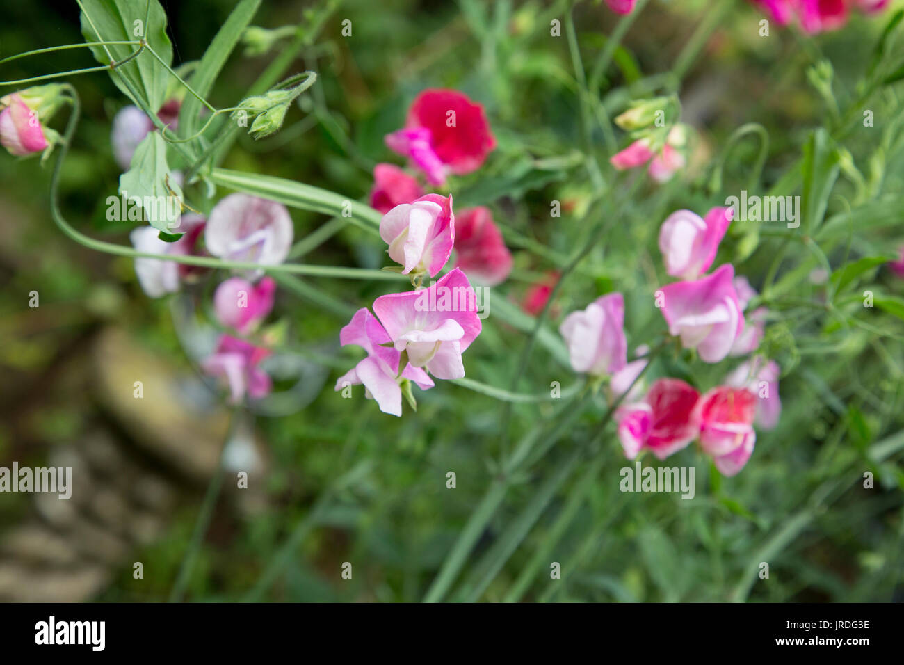 Pink and White Sweet Peas Growing in a Garden Stock Photo