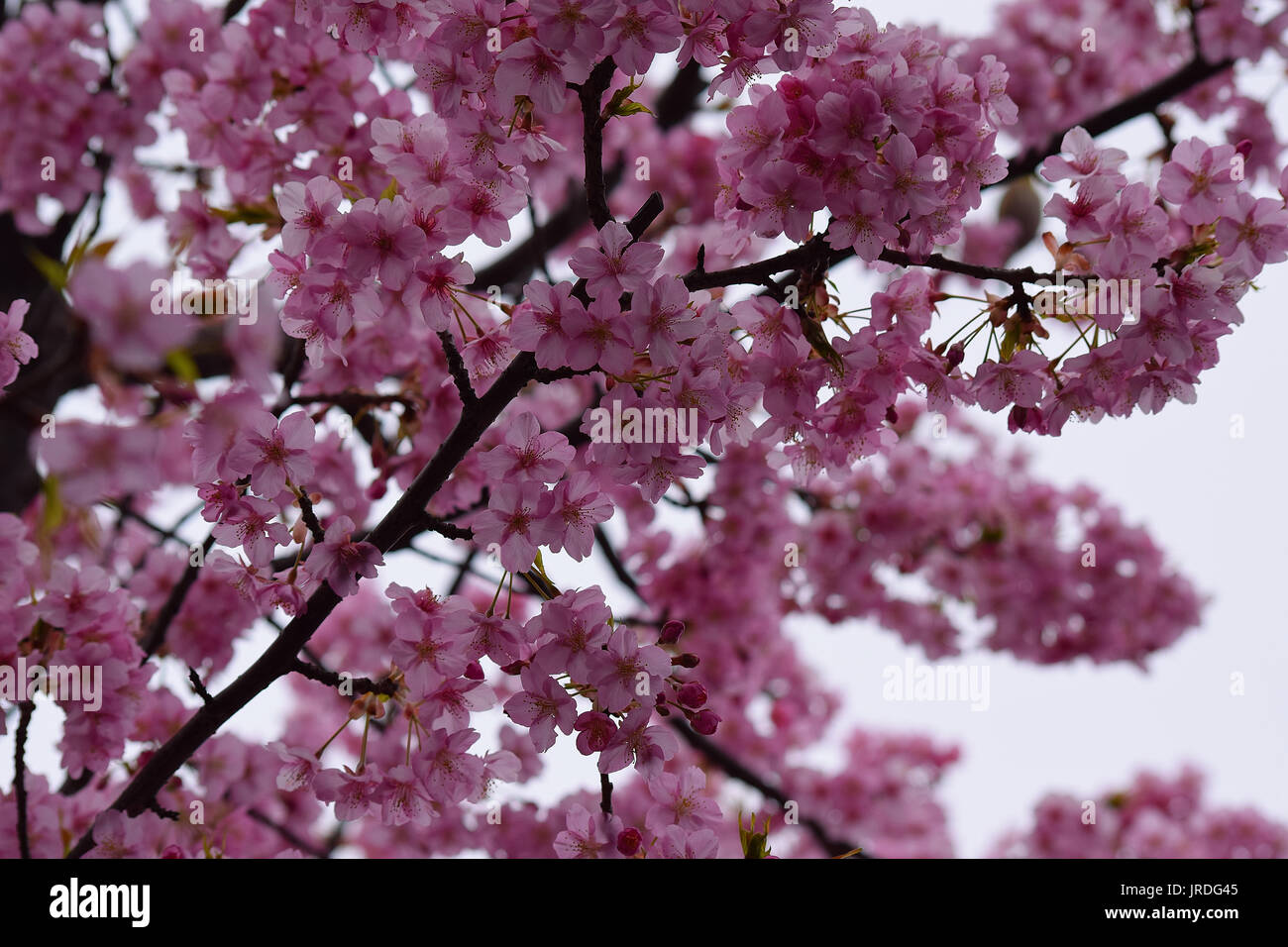 Macro details of pink Cherry blossoms in Japan Stock Photo - Alamy