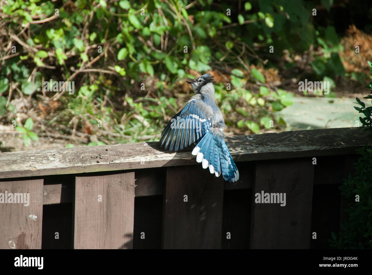 Blue jay displaying feathers Stock Photo - Alamy