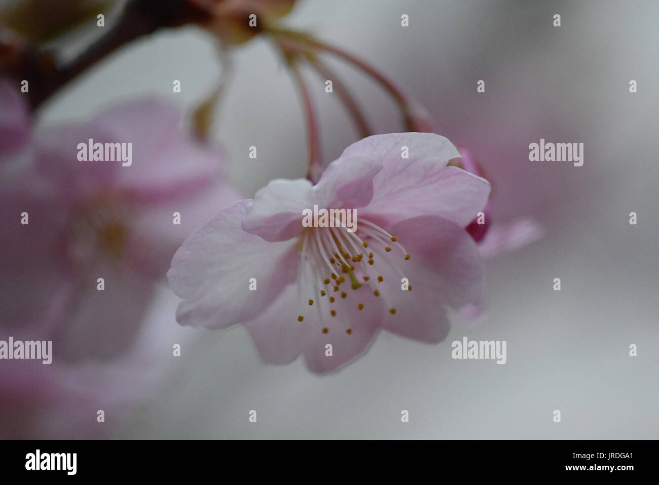 Macro details of pink Cherry blossoms in Japan Stock Photo - Alamy