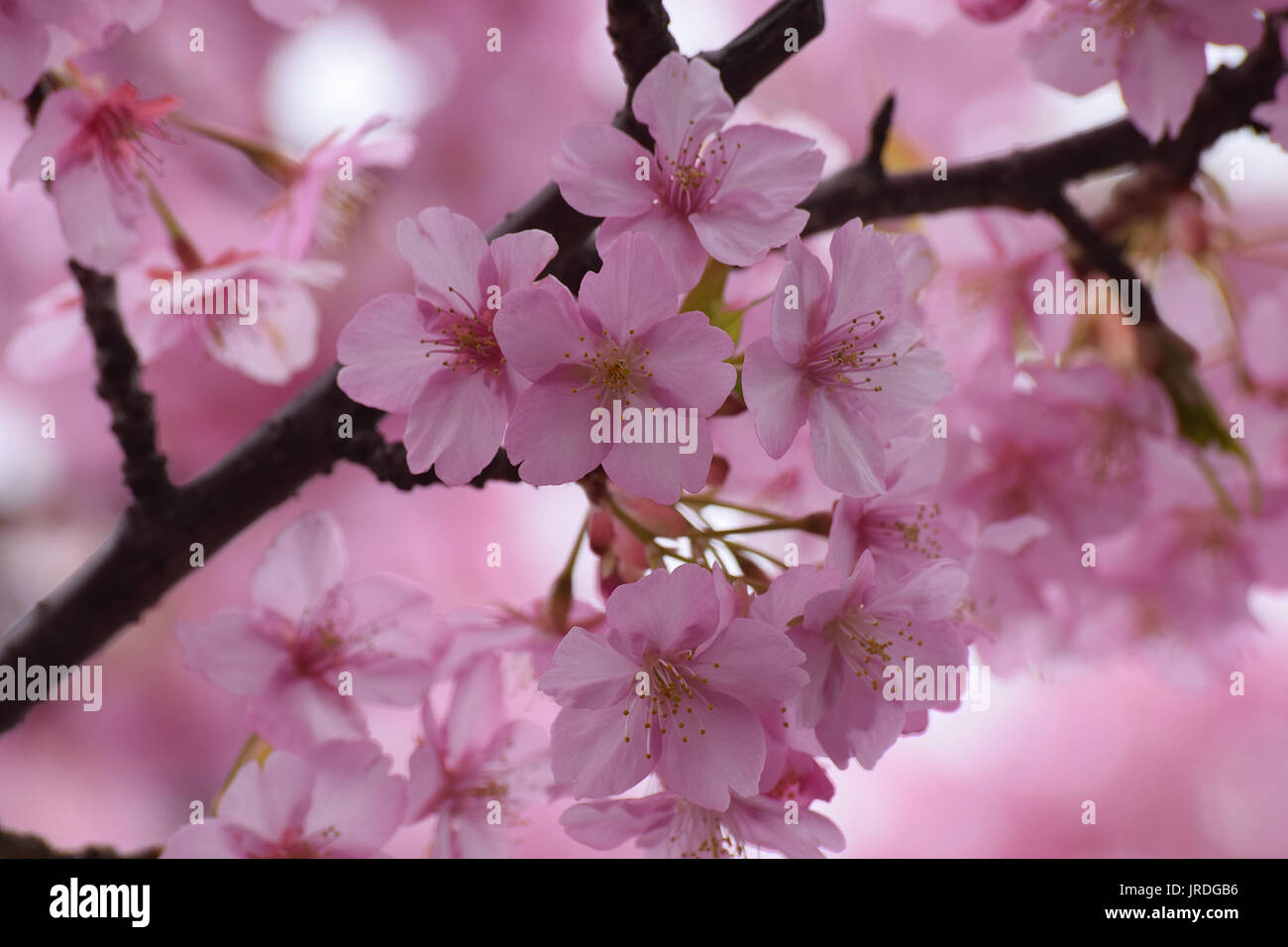 Macro details of pink Cherry blossoms in Japan Stock Photo - Alamy