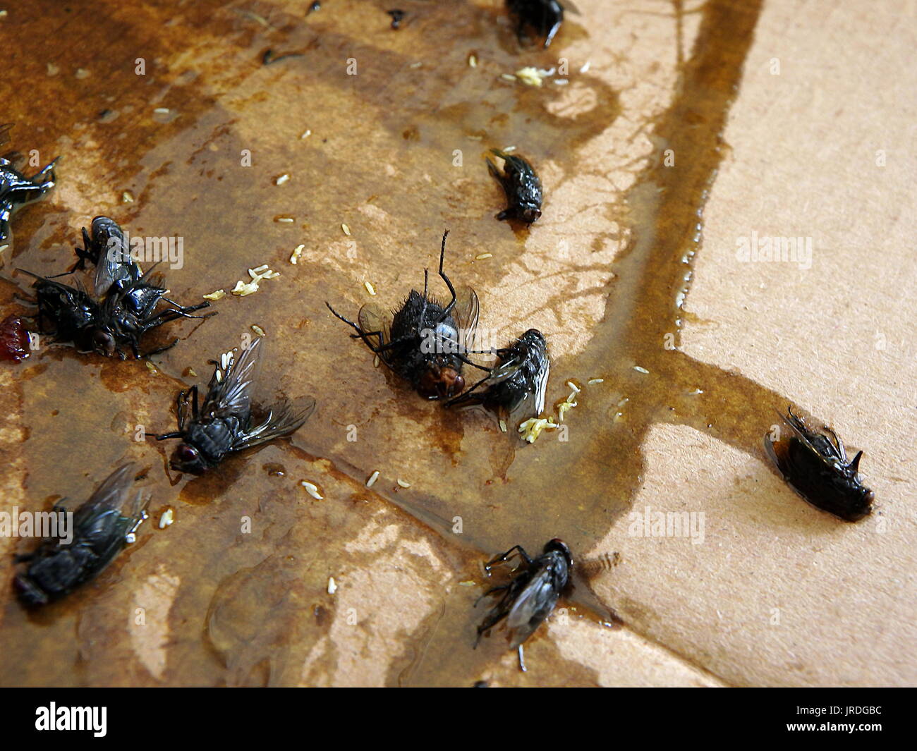 Flies caught on sticky fly paper trap Stock Photo Alamy