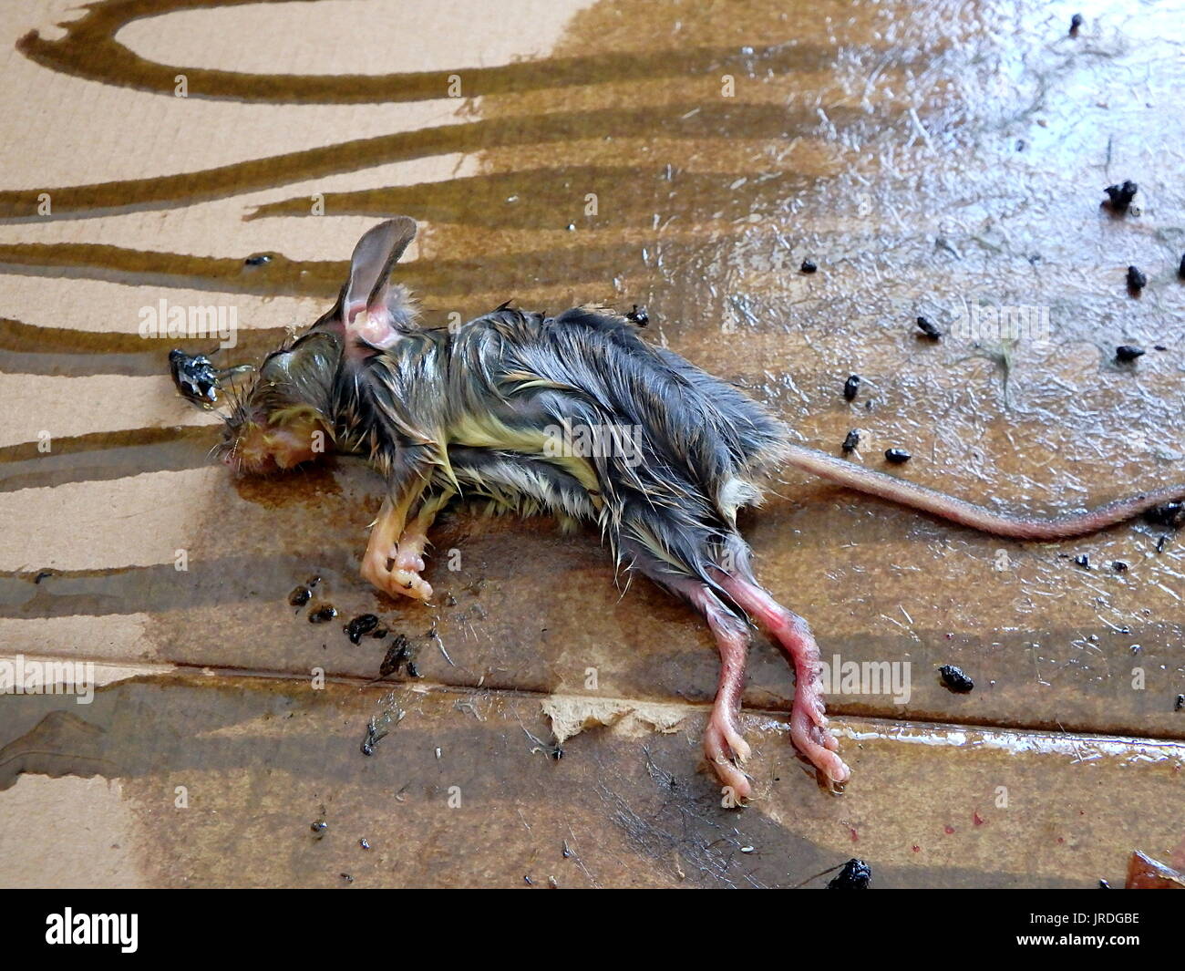 https://c8.alamy.com/comp/JRDGBE/mouse-in-trap-dead-little-mouse-on-glue-trapped-JRDGBE.jpg