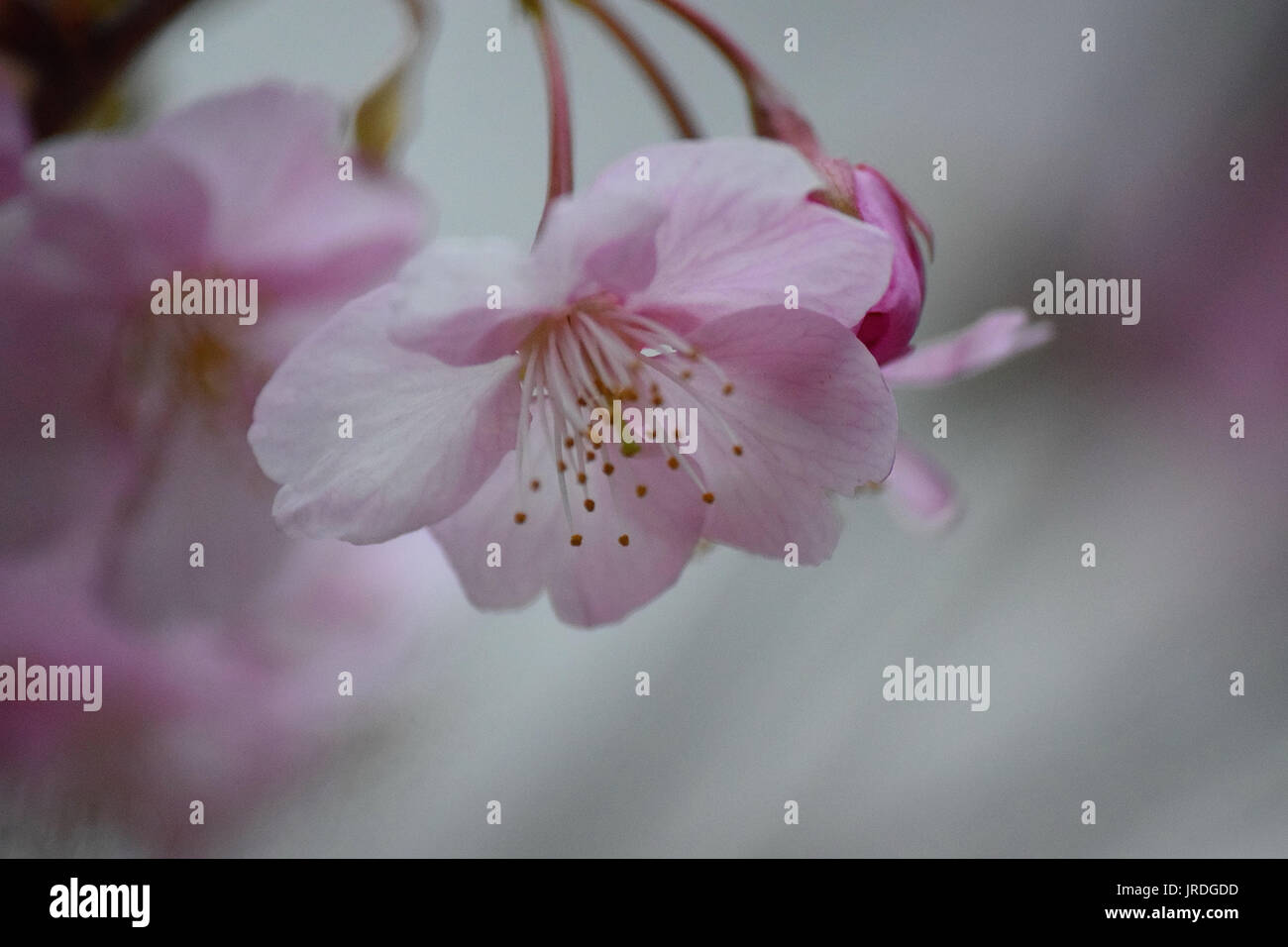 Macro details of pink Cherry blossoms in Japan Stock Photo - Alamy
