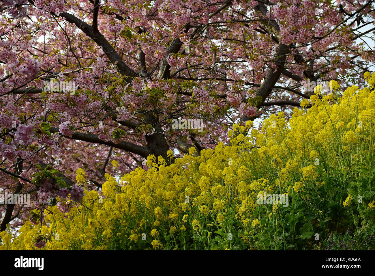 Landscape of Japanese Spring with Cherry blossoms & yellow Rapeseed ...