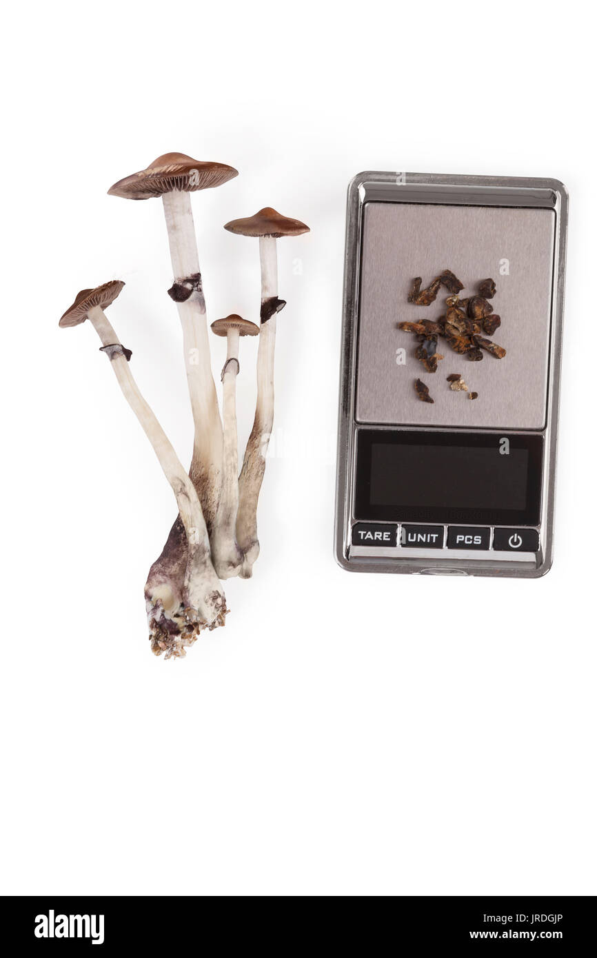 Raw and dried magic mushrooms on digital scale, isolated on white background, top view. Psychedelic medicine. Natural remedy. Stock Photo