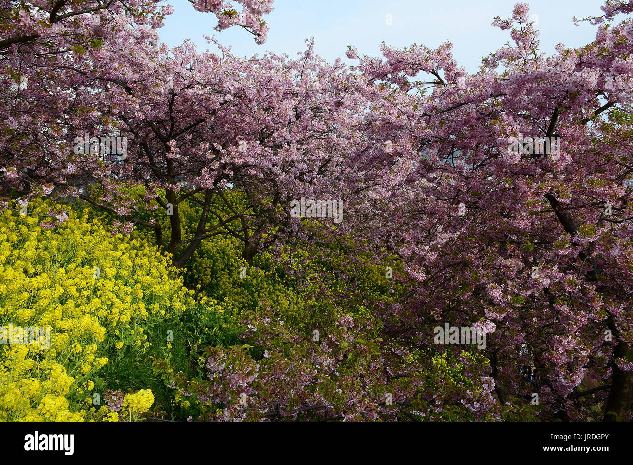 Landscape of Japanese Spring with Cherry blossoms & yellow Rapeseed ...