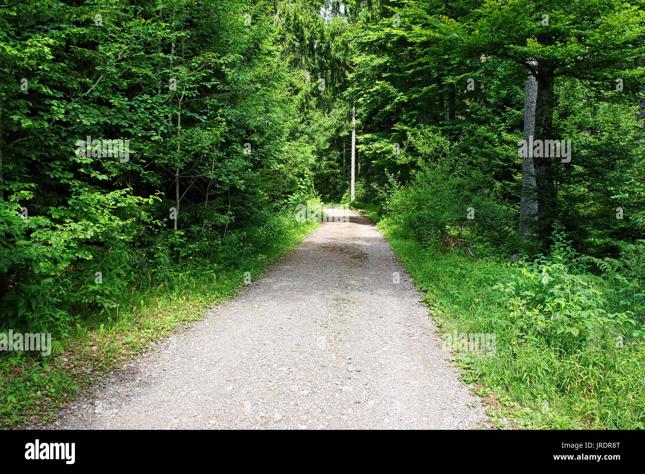 Hiking along a path in the Black Forest, Germany Stock Photo