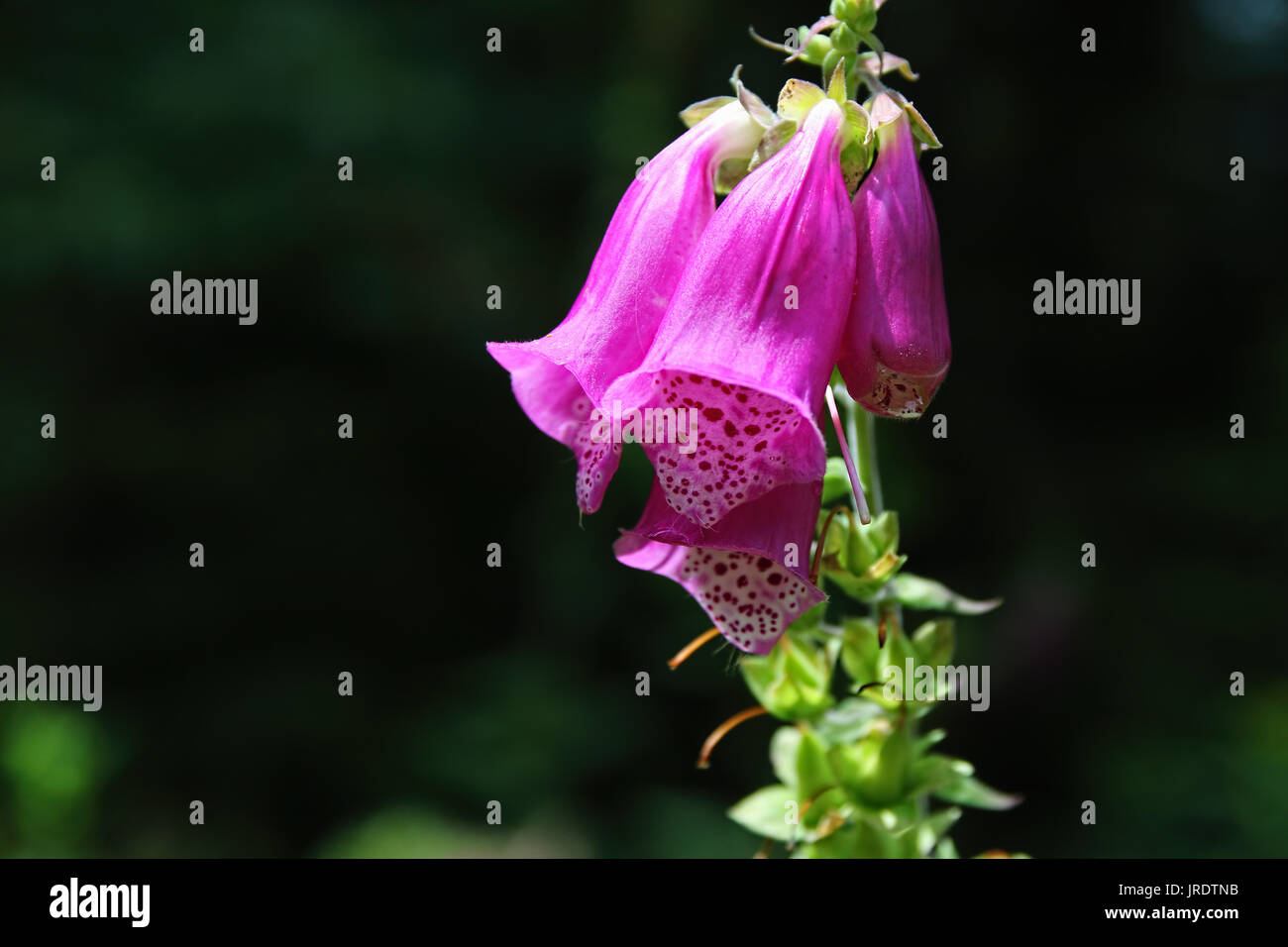 Crimson foxglove hi-res stock photography and images - Alamy