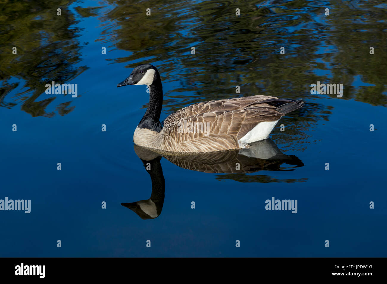 Canada goose canada francais cheap