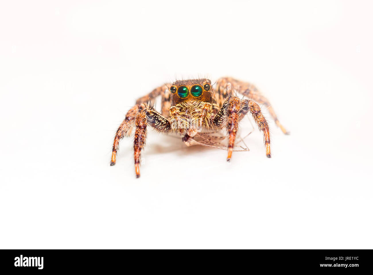 Cute baby spider with big eyes looking in camera on white background