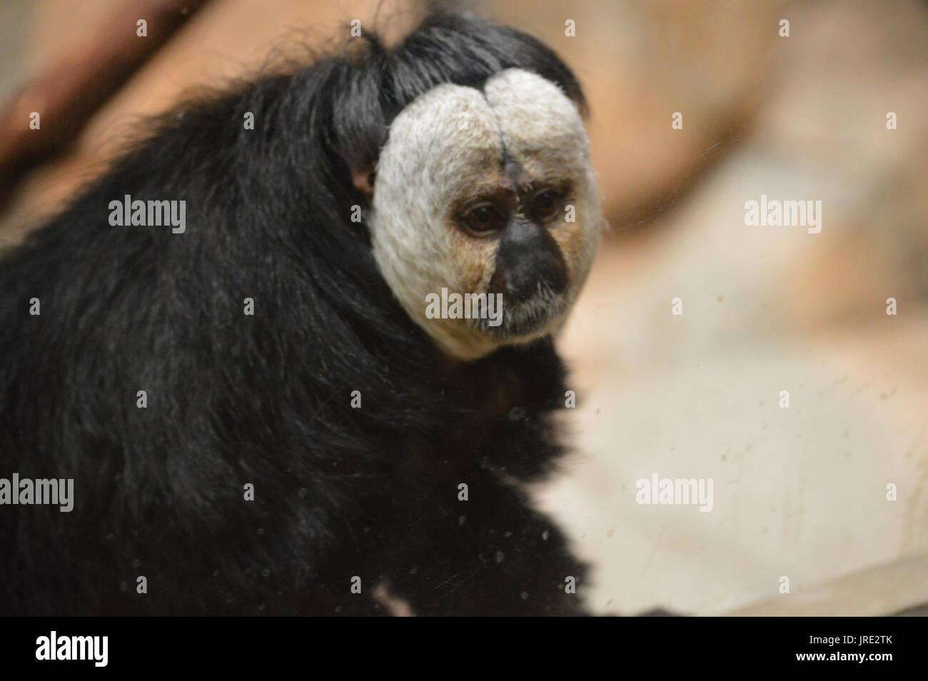 Black saki hi-res stock photography and images - Alamy