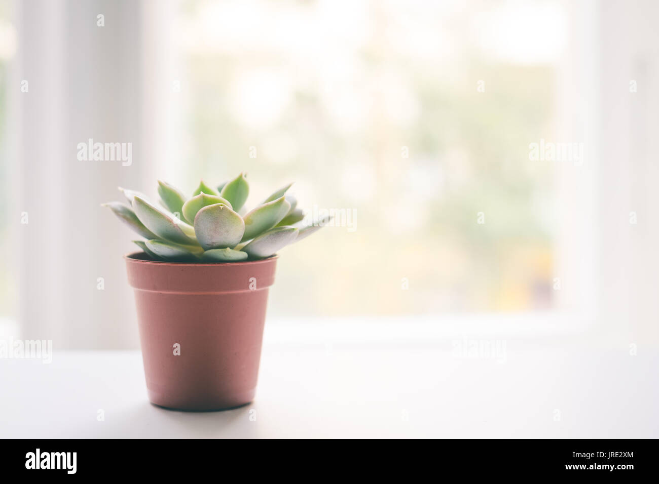 small succulent plant pot on window bench - Stock Photo