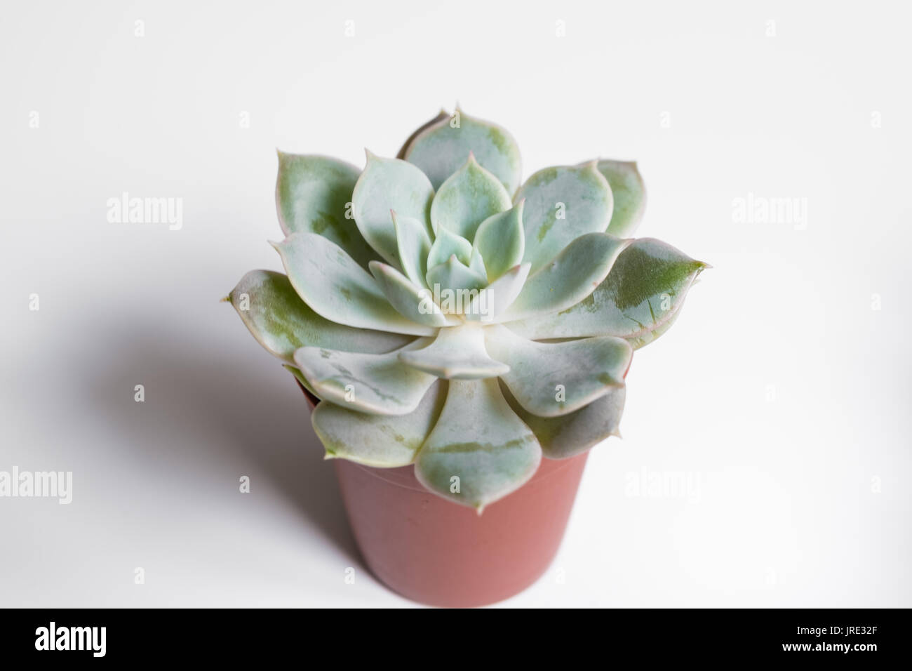 small succulent plant pot on white background - Stock Photo