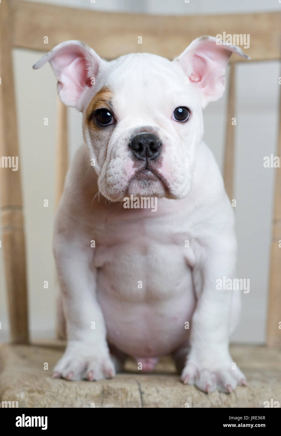 white bulldog puppy with brown eye patch situation on wooden chair Stock Photo