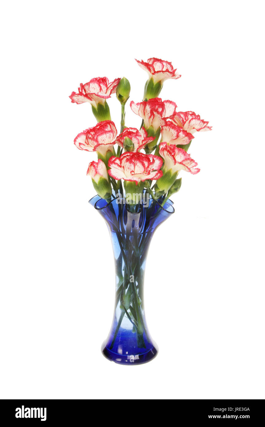 Red and white carnations in a blue fluted glass vase isolated against