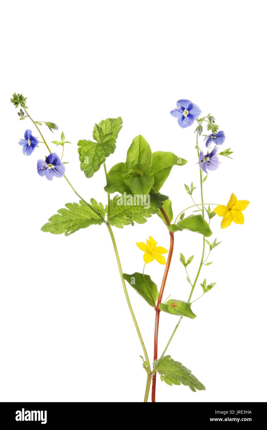 Creeping jenny and speedwell wild flowers isolated against white Stock Photo