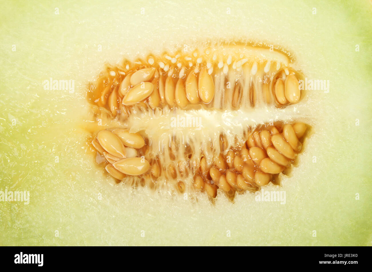 Closeup of galia melon seeds Stock Photo Alamy