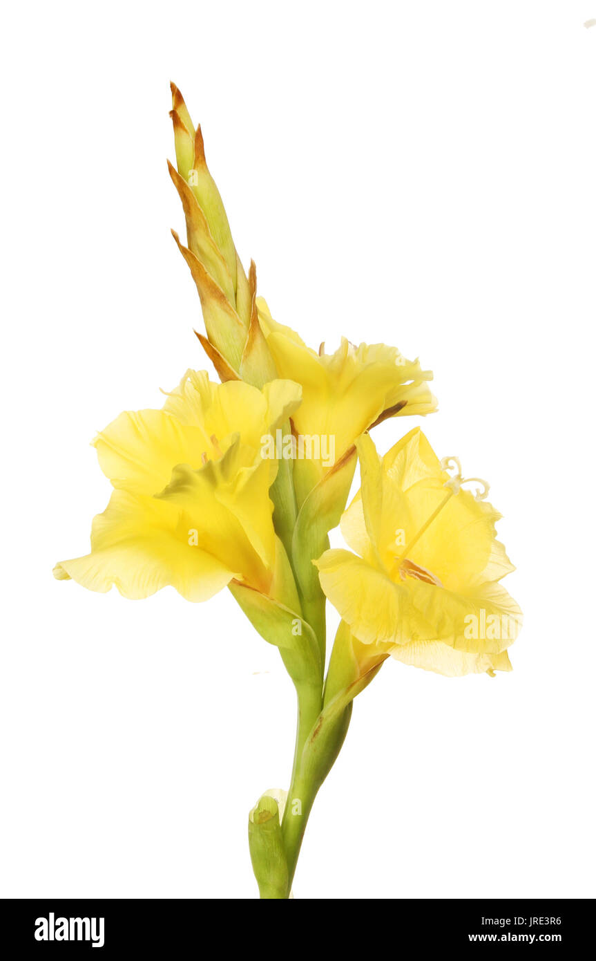 Yellow gladioli flowers isolated against white Stock Photo Alamy