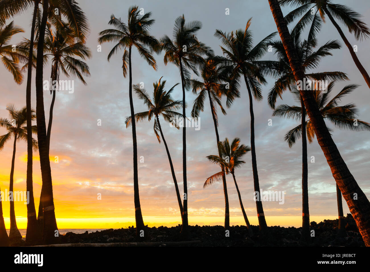 Hawaii state tree hi-res stock photography and images - Alamy