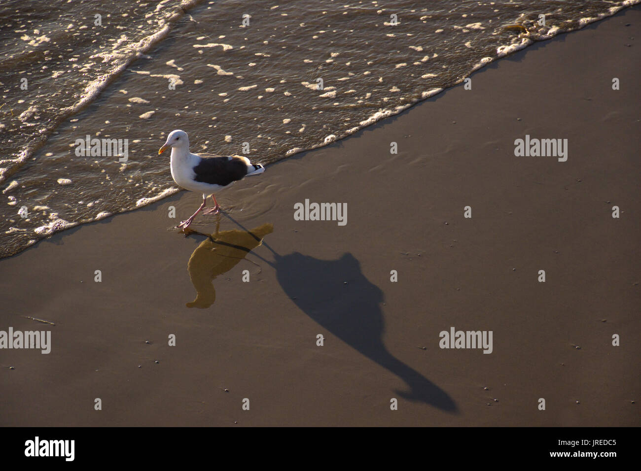 A seagull walks along the surfline, reflecting its image in the shallow water and a long shadow on the wet sand in the late afternoon. Stock Photo