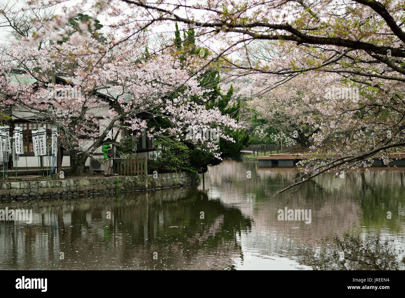 Landscape of spring Cherry Blossoms in Japan Stock Photo - Alamy