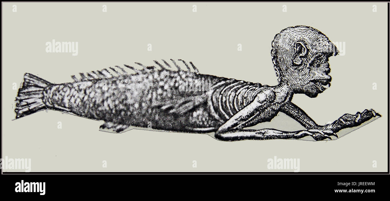 FREAK SHOW - A fake 'Feejee' mermaid exhibited at Barnum's American Circus in 1823 -(orangutan's head combined with bones of a large fish) Stock Photo