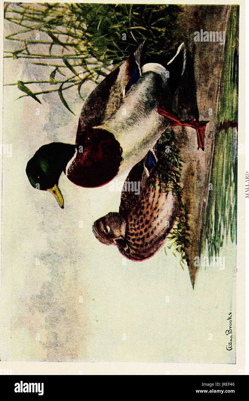 'Game birds. Life histories of one hundred and seventy birds of prey, game birds and water-fowls' (1922) Stock Photo