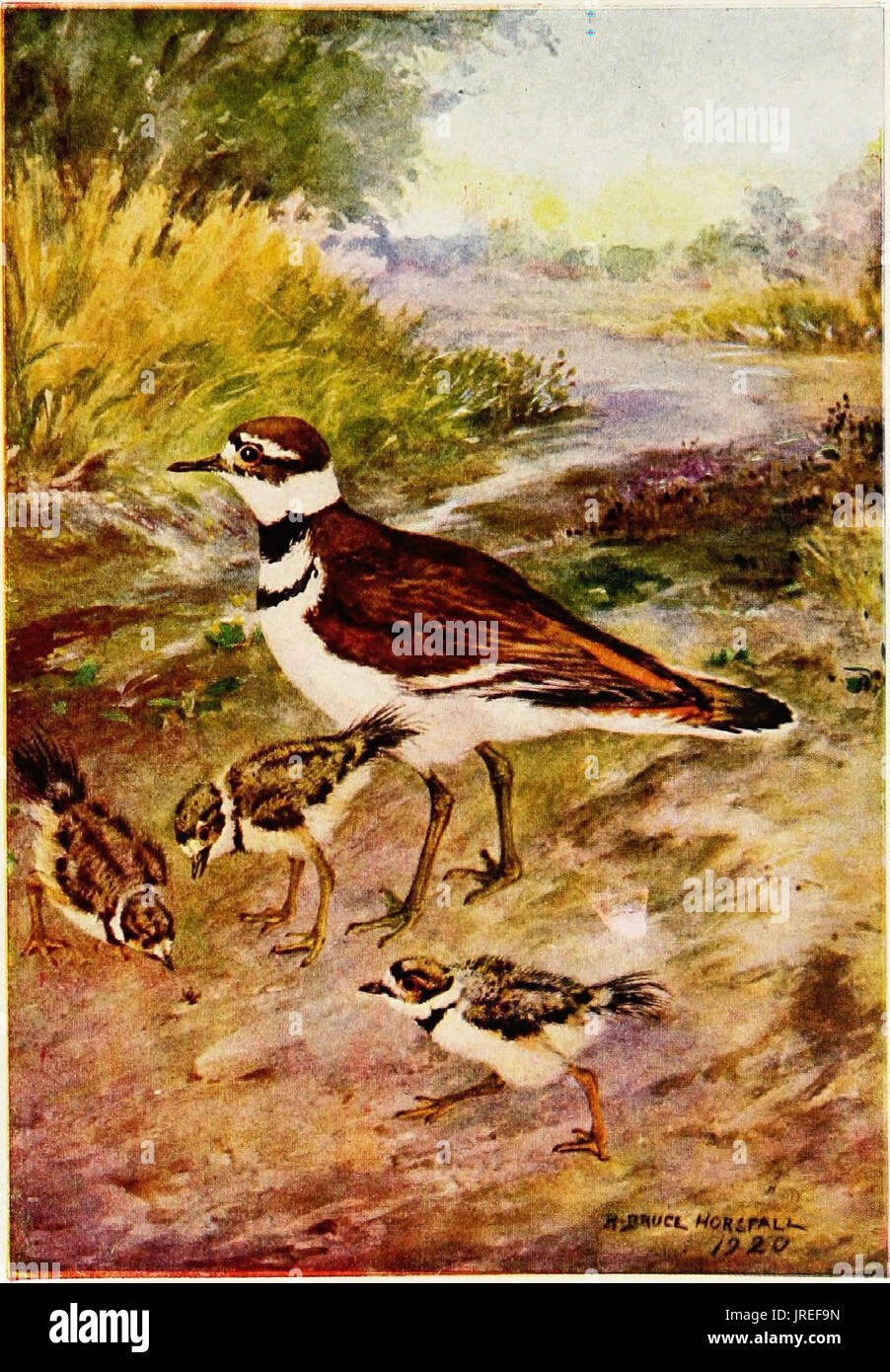 'Game birds. Life histories of one hundred and seventy birds of prey, game birds and water-fowls' (1922) Stock Photo