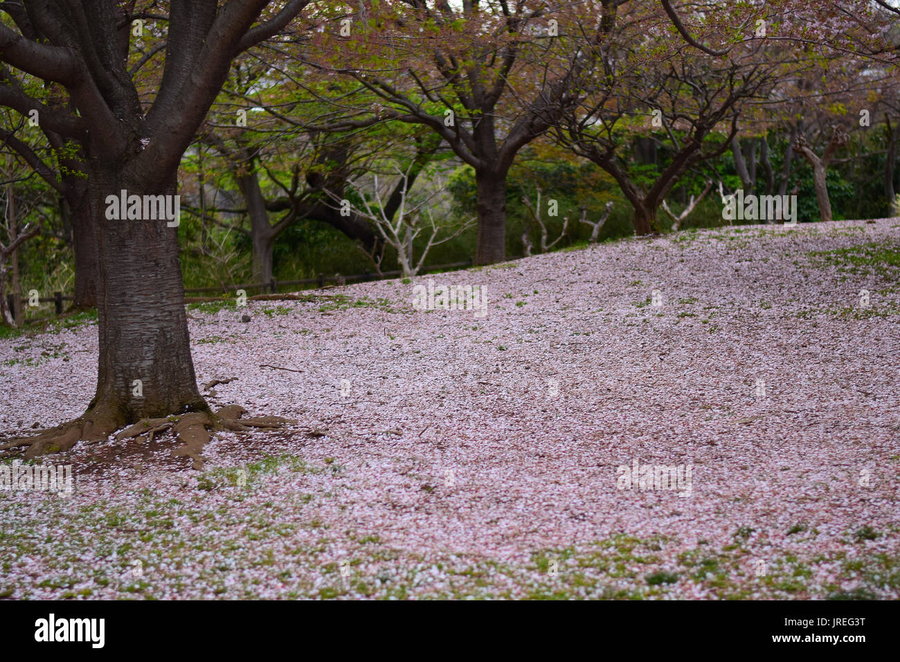 Landscape of spring Cherry Blossoms in Japan Stock Photo - Alamy