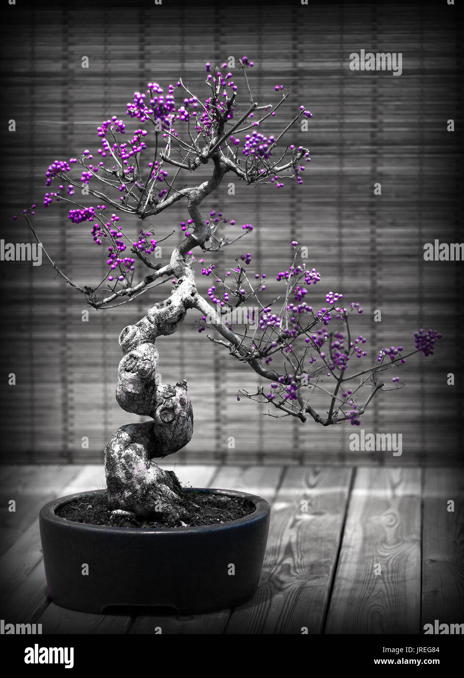 Decorative black and white bonsai tree with purple berries an example of the ancient japanese gardening culture