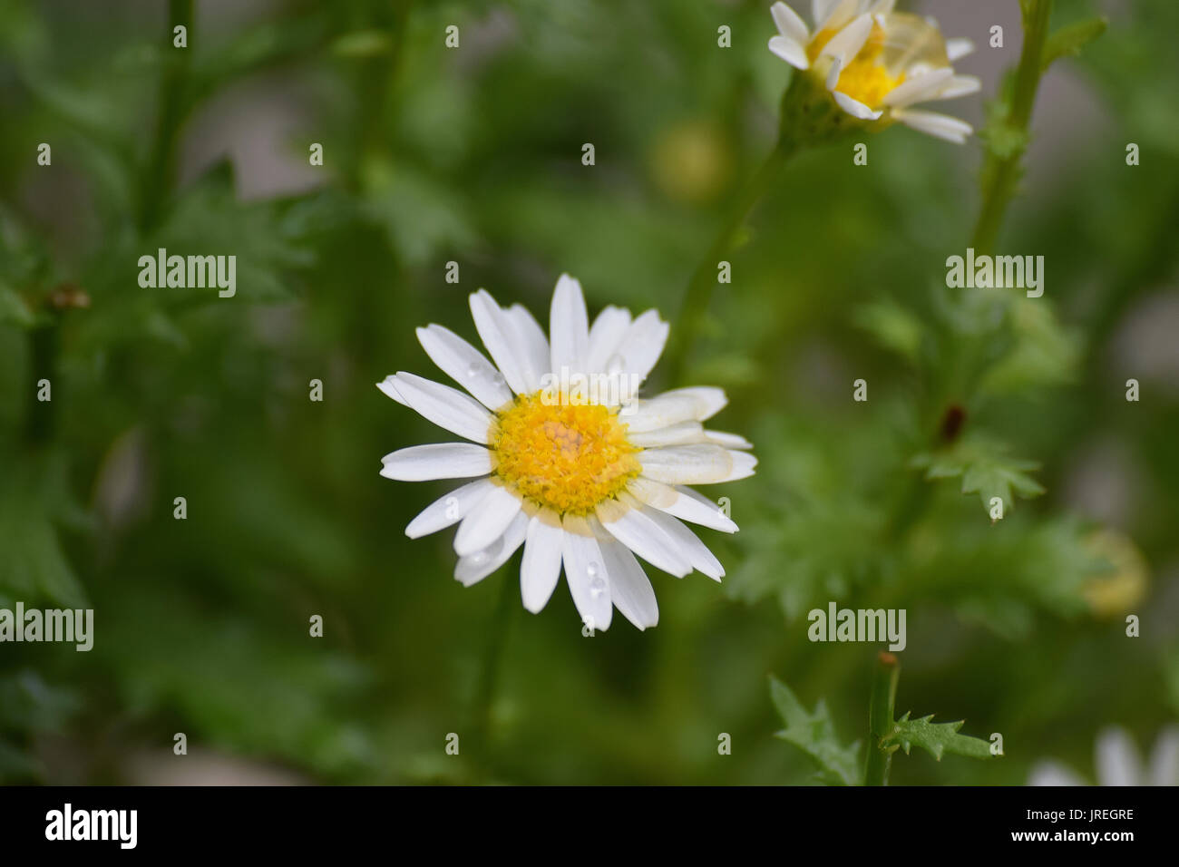 Macro details of colorful Daisy flower Stock Photo - Alamy
