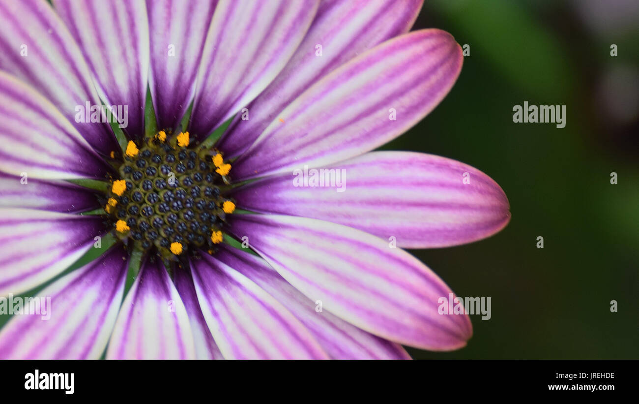 Macro details of colorful Daisy flower Stock Photo - Alamy