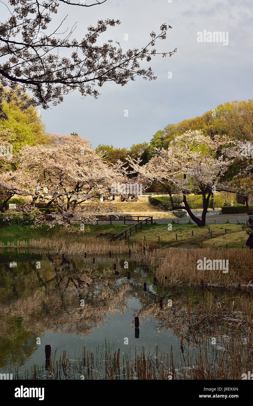 Magical Spring Landscape of White Cherry Blossoms in Japan Stock Photo ...