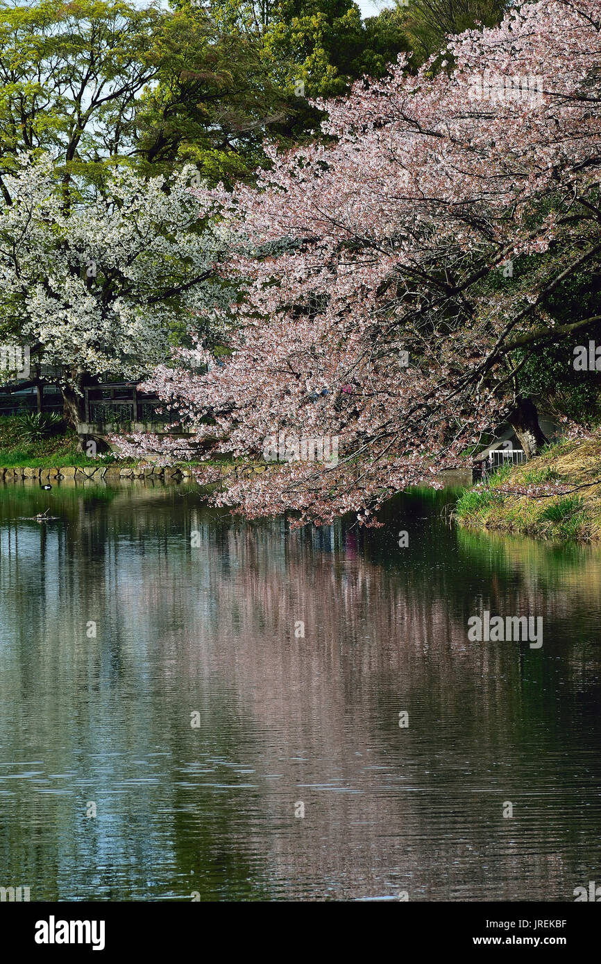 Magical Spring Landscape of White Cherry Blossoms in Japan Stock Photo ...