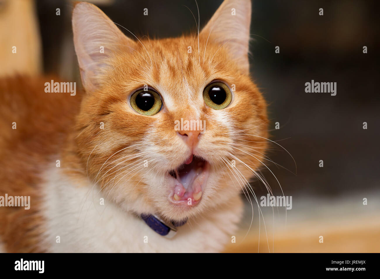 Red cat dropped his jaw when being surprised Stock Photo Alamy